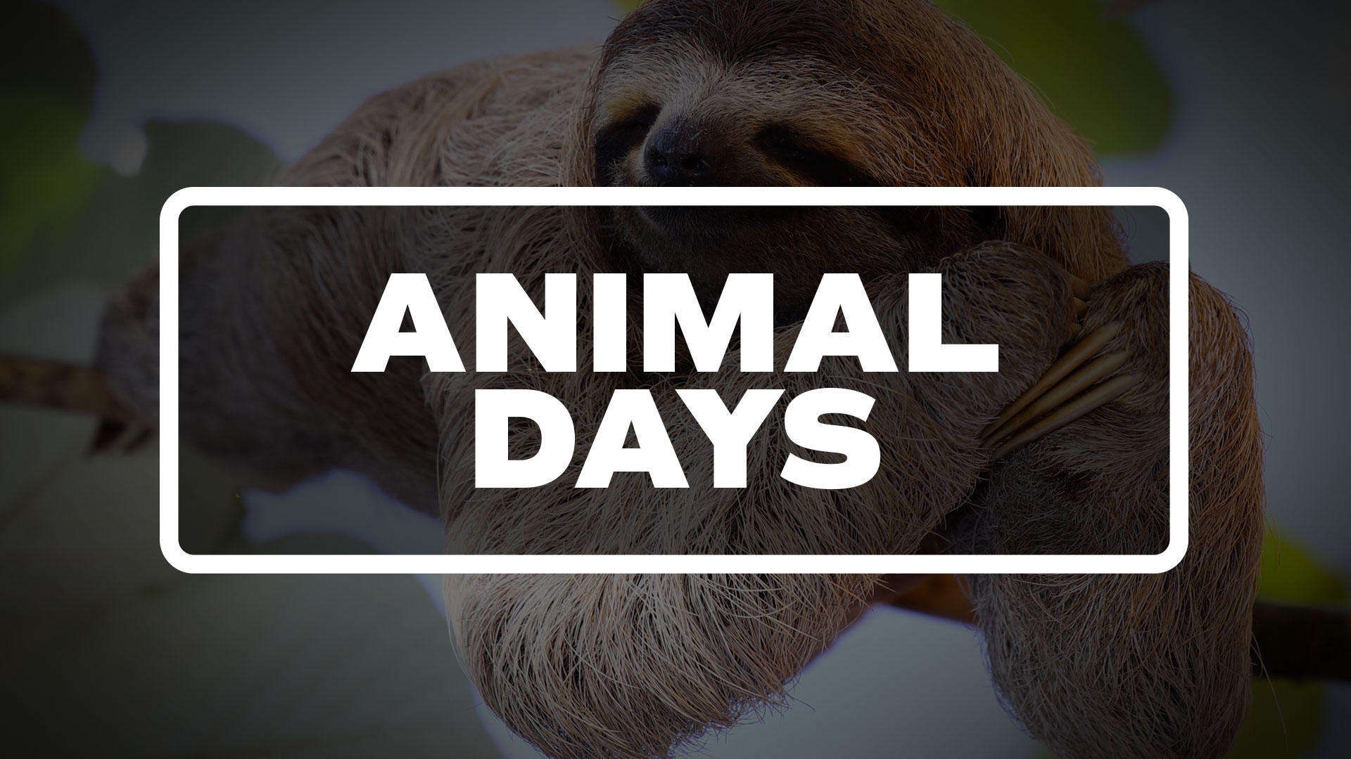 ANIMALDAYS List Of National Days
